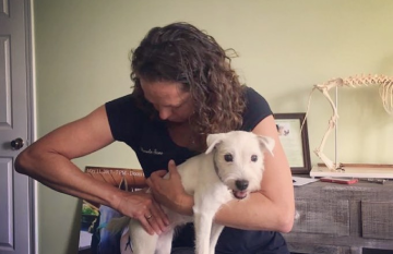Photo of a dog receiving chiropractic treatment