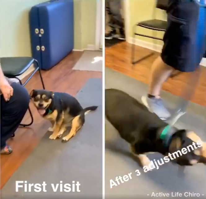 A dog with big improvement to limp and pain after chiropractic adjustments